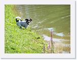 Hunde172 * 1288 x 966 * (259KB)