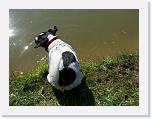 Hunde182 * 1288 x 966 * (286KB)