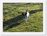 Hunde378 * 1288 x 966 * (449KB)