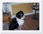 Hunde013 * 1288 x 966 * (191KB)