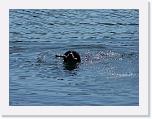 Hunde037 * 1288 x 966 * (220KB)