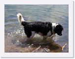 Hunde039 * 1288 x 966 * (201KB)