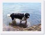 Hunde040 * 1288 x 966 * (229KB)