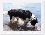 Hunde041 * 1288 x 966 * (233KB)