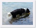 Hunde043 * 2576 x 1932 * (753KB)