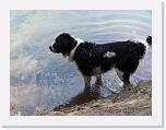 Hunde044 * 1288 x 966 * (195KB)