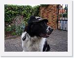 Hunde073 * 1288 x 966 * (211KB)