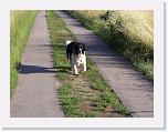 Hunde076 * 1288 x 966 * (356KB)