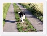 Hunde077 * 1288 x 966 * (369KB)