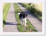 Hunde078 * 1288 x 966 * (358KB)