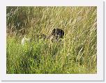 Hunde079 * 1288 x 966 * (540KB)