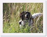 Hunde080 * 1288 x 966 * (361KB)