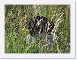 Hunde081 * 1288 x 966 * (426KB)