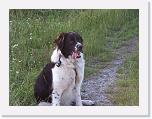 Hunde082 * 1288 x 966 * (291KB)