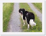 Hunde096 * 1288 x 966 * (352KB)