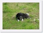 Hunde099 * 1288 x 966 * (375KB)