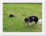 Hunde100 * 1288 x 966 * (339KB)