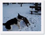 Hunde299 * 2576 x 1932 * (567KB)