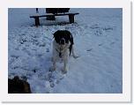 Hunde300 * 2576 x 1932 * (703KB)