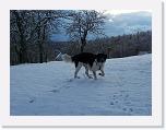 Hunde303 * 1288 x 966 * (244KB)