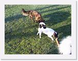 Hunde379 * 1288 x 966 * (522KB)