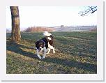 Hunde389 * 1288 x 966 * (340KB)