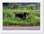 Hunde242 * 1288 x 966 * (467KB)