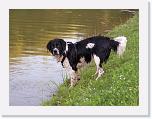 Hunde194 * 1288 x 966 * (261KB)