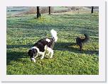 Hunde381 * 1288 x 966 * (474KB)