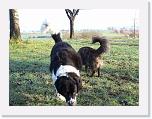 Hunde383 * 1288 x 966 * (348KB)