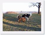 Hunde388 * 1288 x 966 * (349KB)