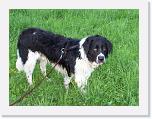 Hunde201 * 1288 x 966 * (270KB)