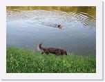 Hunde272 * 1288 x 966 * (277KB)